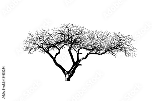 .Old fruit tree in winter. Black silhouette on a white background. Hand draw vector design element . Sketch style. .