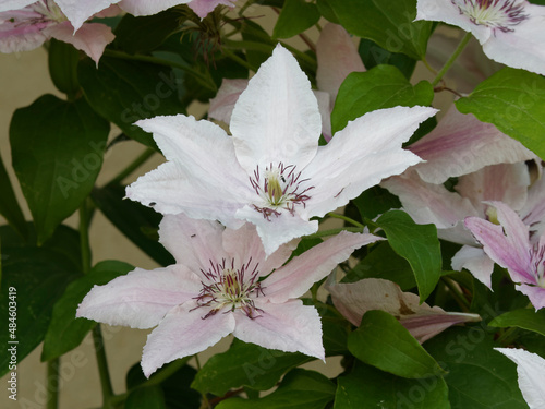 (Clematis-Hybride)  Clématites hybrides 'Nelly Moser' à fleurs aux pétales rose-clair, bande centrale rose intense, grappe d'anthères rouge sur des filaments blancs, feuillage trifolié vert photo