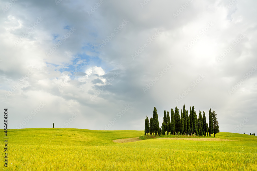Stunning aerial view of green fields and farmlands with a group of cypress trees on the horizon. Summer rural landscape of rolling hills and curved roads of Tuscany, Italy.