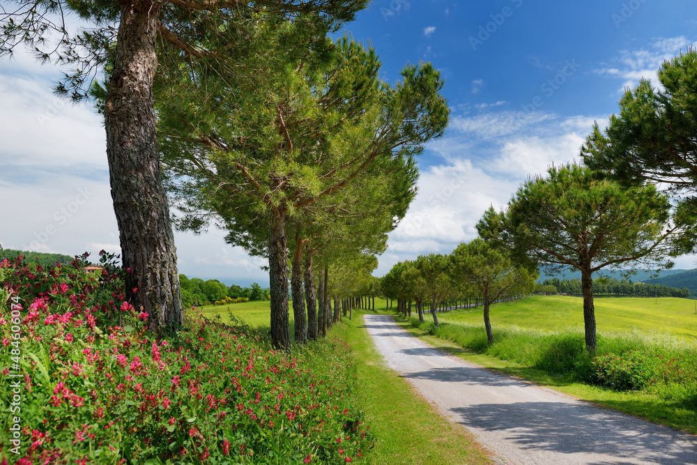 Driveway to the Italian manor house between fields of Toscana. Pine tree alley along paved road near Montepulciano, Tuscany, Italy.