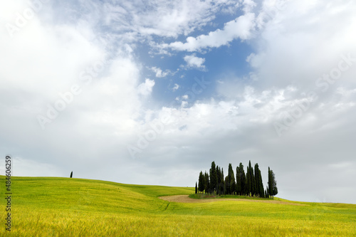 Stunning aerial view of green fields and farmlands with a group of cypress trees on the horizon. Summer rural landscape of rolling hills and curved roads of Tuscany  Italy.