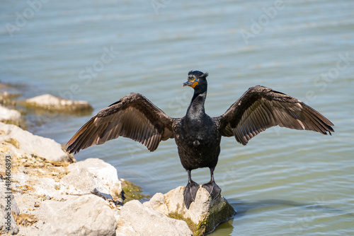 Double-crested cormorant (phalacrocorax auritus) stands on the shore and dries his wings. © Olga