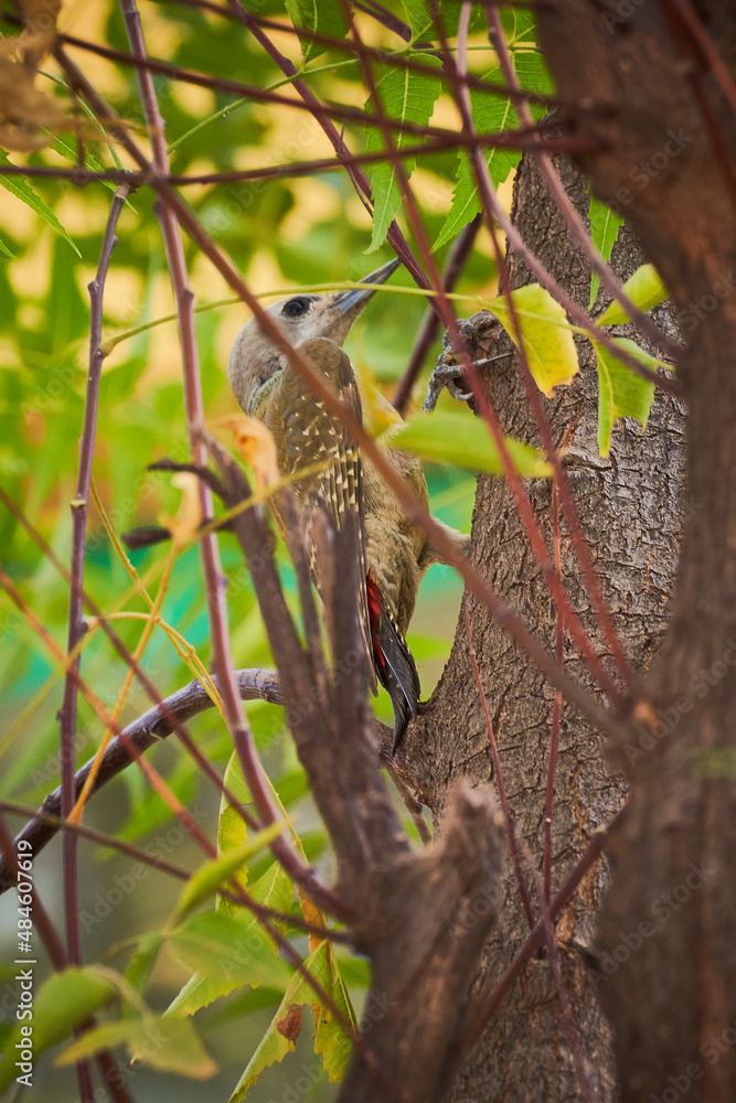 Fototapeta premium Dendropicos goertae
