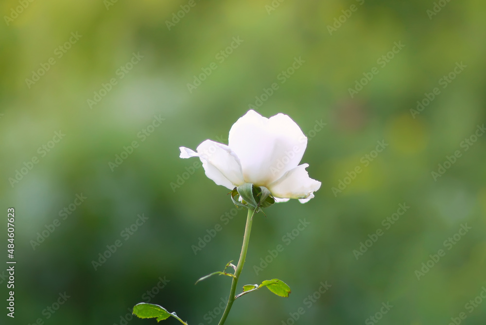 Fototapeta premium White rose flower. Decorative garden plant. 