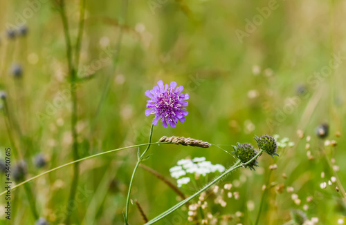 Wildflowers on summer meadow. 