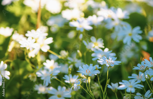 White wildflowers. Stellaria media small white flowers blooming in a spring garden. photo