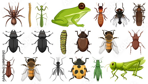 Different insects collection isolated on white background
