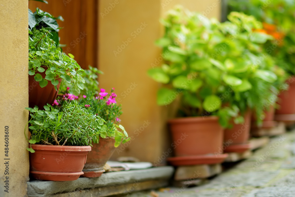 Flowers in pots in narrow old streets of Montepulciano town, located on top of a limestone ridge surrounded by vineyards.Tuscany, Italy.