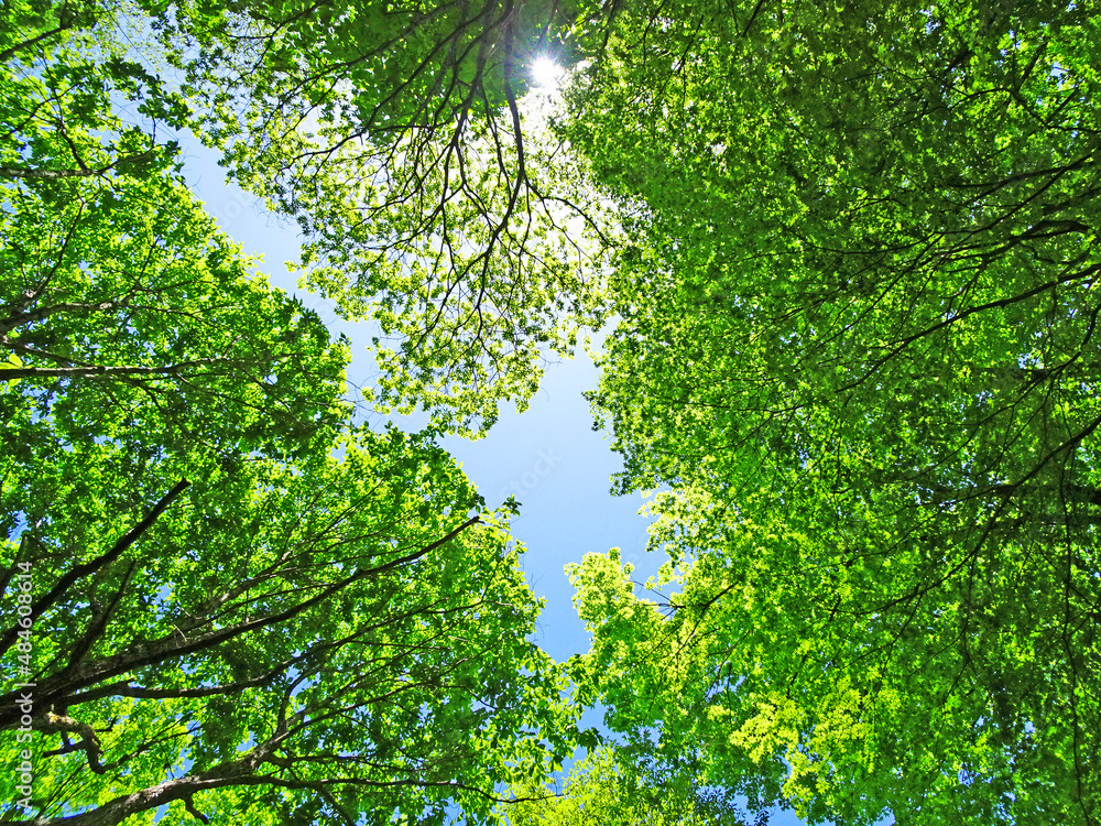 樹木と空