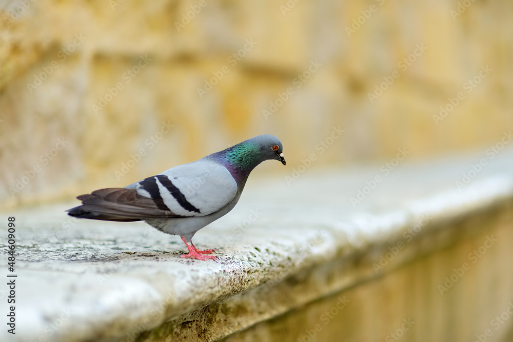 Pigeon in Pienza, a village located in the beautiful Tuscany valley