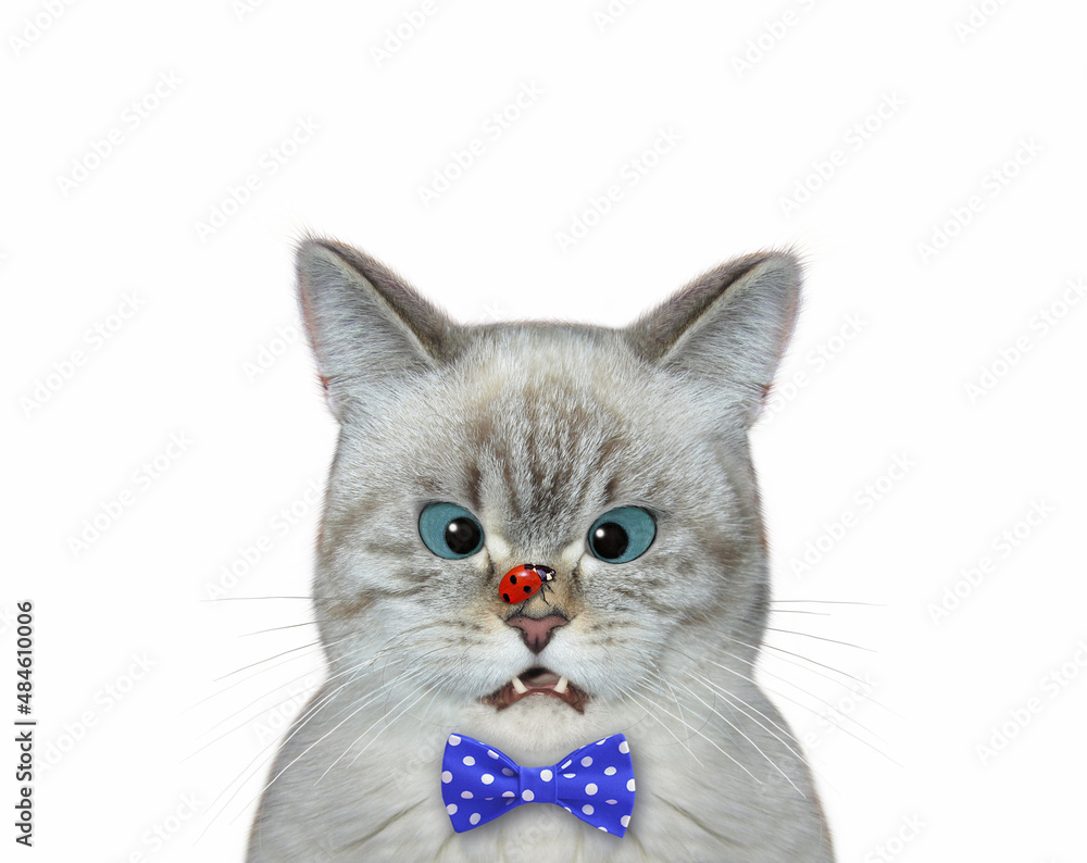 An ashen cat in a red bow tie with a ladybug on its nose. White background. Isolated.