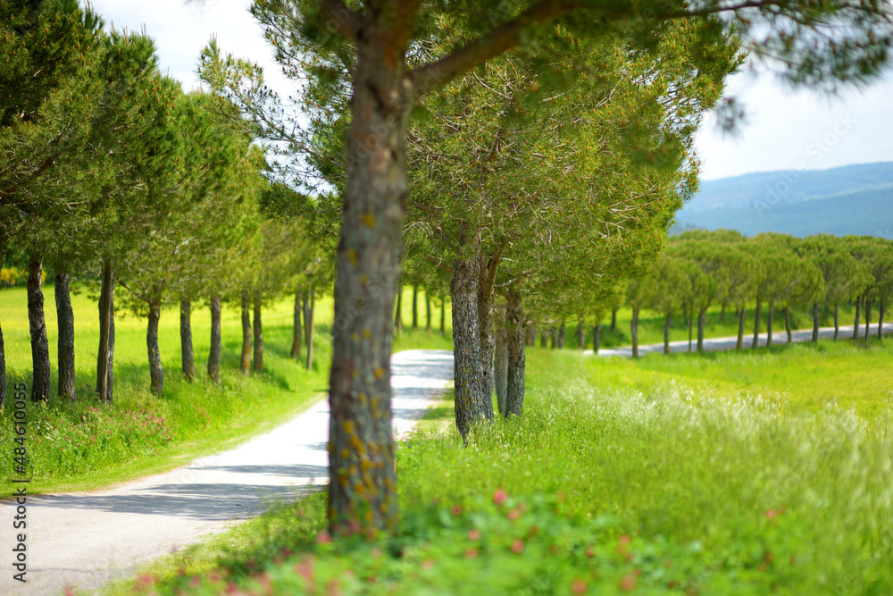 Driveway to the Italian manor house between fields of Toscana. Pine tree alley along paved road near Montepulciano, Tuscany, Italy. Driveway to the Italian manor house between fields of Toscana. Pine tree alley along paved road near Montepulciano, Tuscany, Italy.