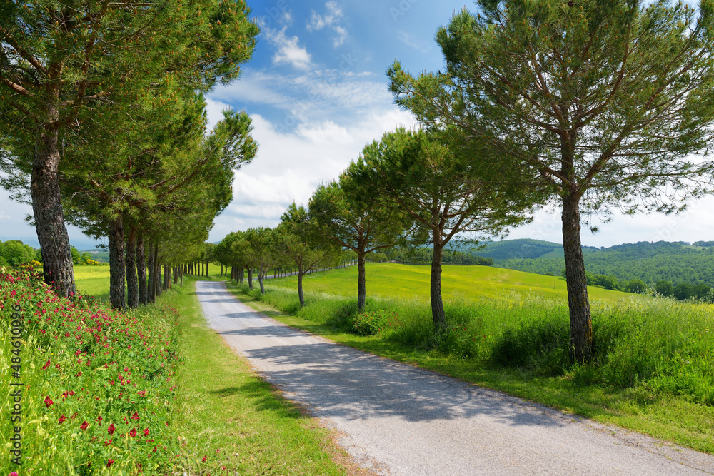 Driveway to the Italian manor house between fields of Toscana. Pine tree alley along paved road near Montepulciano, Tuscany, Italy.