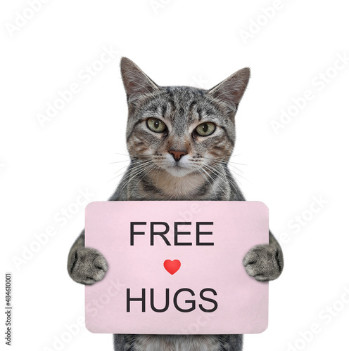 A gray cat holds a pink poster that says free hugs. White background. Isolated.