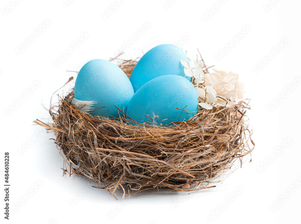 Three blue eggs in a nest isolated on a white background.