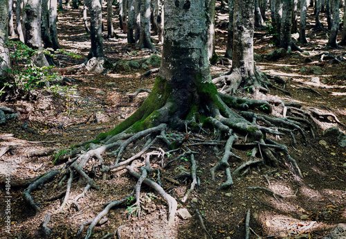 Tree roots in a wood in Val d'Aveto. Liguria, Italy