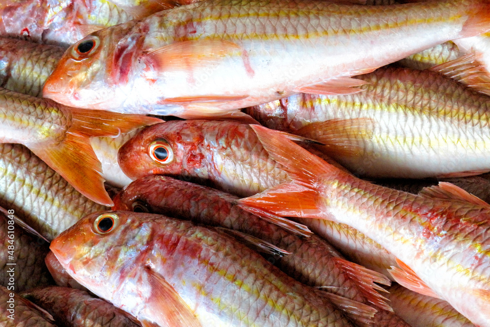 Striped Red Mullet, Recently Fished, Fish Market, Fishing Harbour, Luarca, Asturias, Spain, Europe Striped Red Mullet, Recently Fished, Fish Market, Fishing Harbour, Luarca, Asturias, Spain, Europe