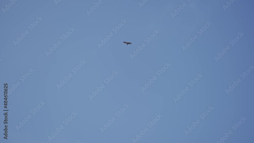Eagle flying Slow motion blue sky 4K Video Eagle flying Slow motion blue sky 4K Video