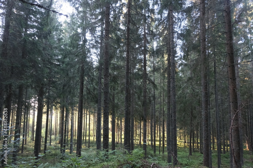 Obraz premium This series explores the natural variety found in the Black Forest.Vegetation variety, tree stumps, fungus, branch heap, and more; all over different moods and settings.