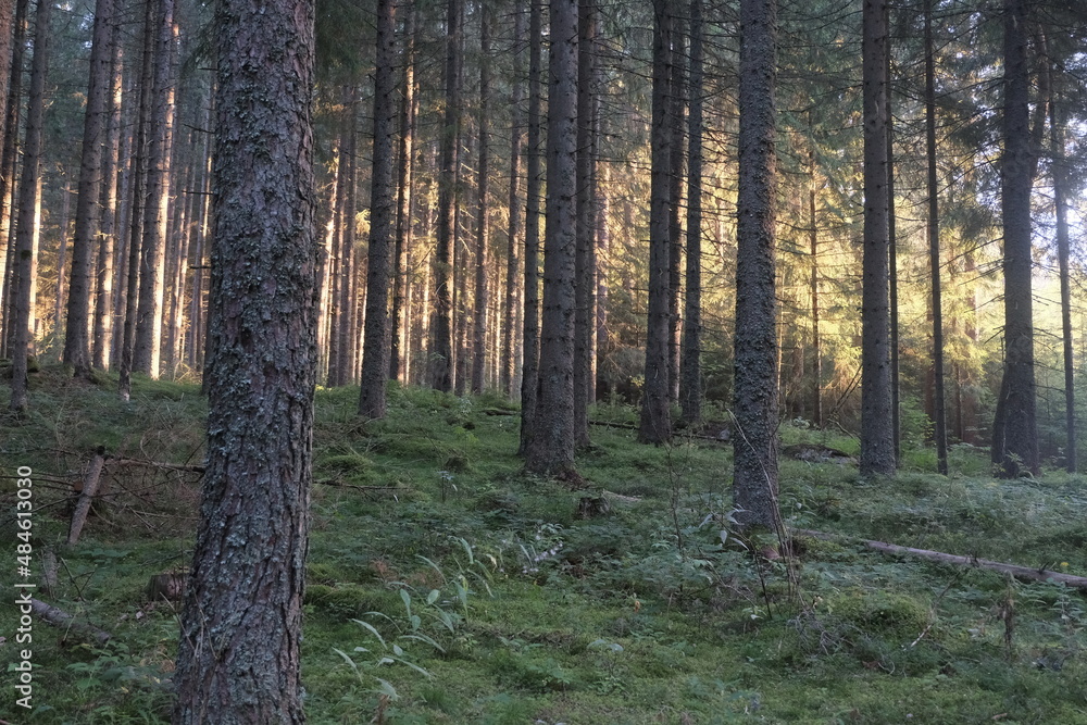 This series explores the natural variety found in the Black Forest.
Vegetation variety, tree stumps, fungus, branch heap, and more; all over different moods and settings. This series explores the natural variety found in the Black Forest.
Vegetation variety, tree stumps, fungus, branch heap, and more; all over different moods and settings.
