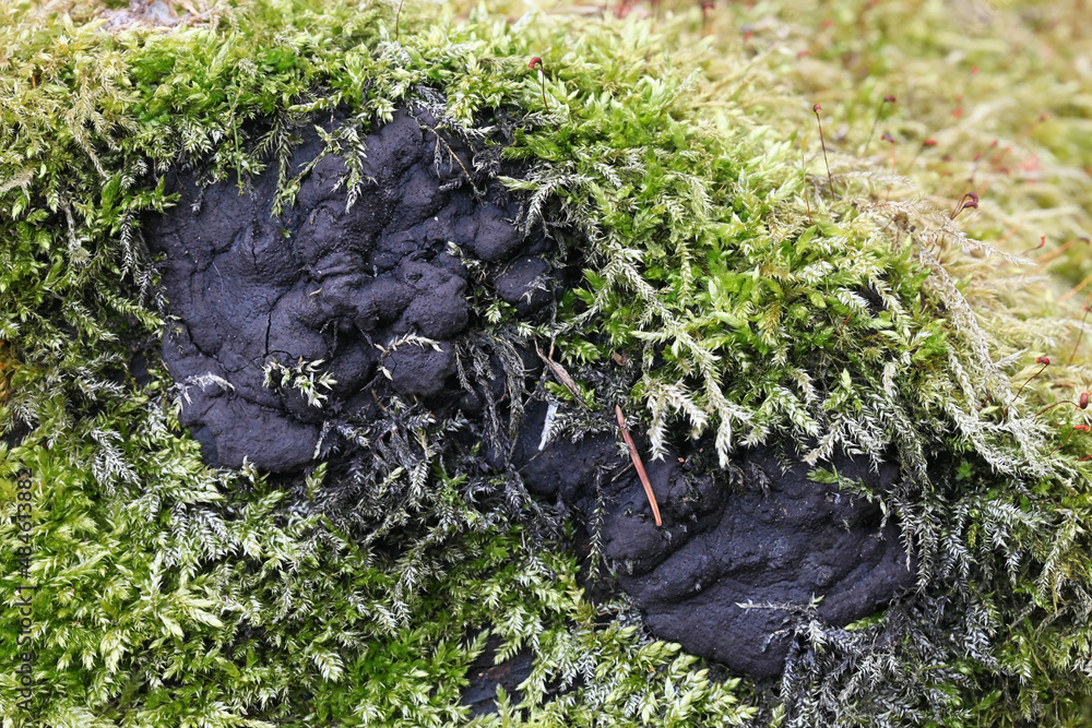 Brittle cinder fungus, a major killer of park trees, wild fungal plant