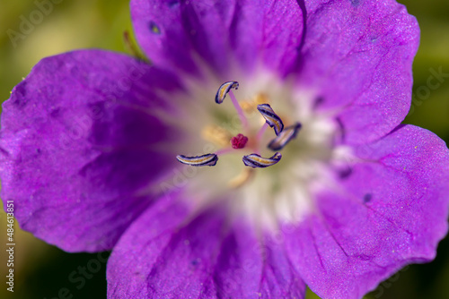 Geranium sylvaticum flower in forest, close up shoot	 photo