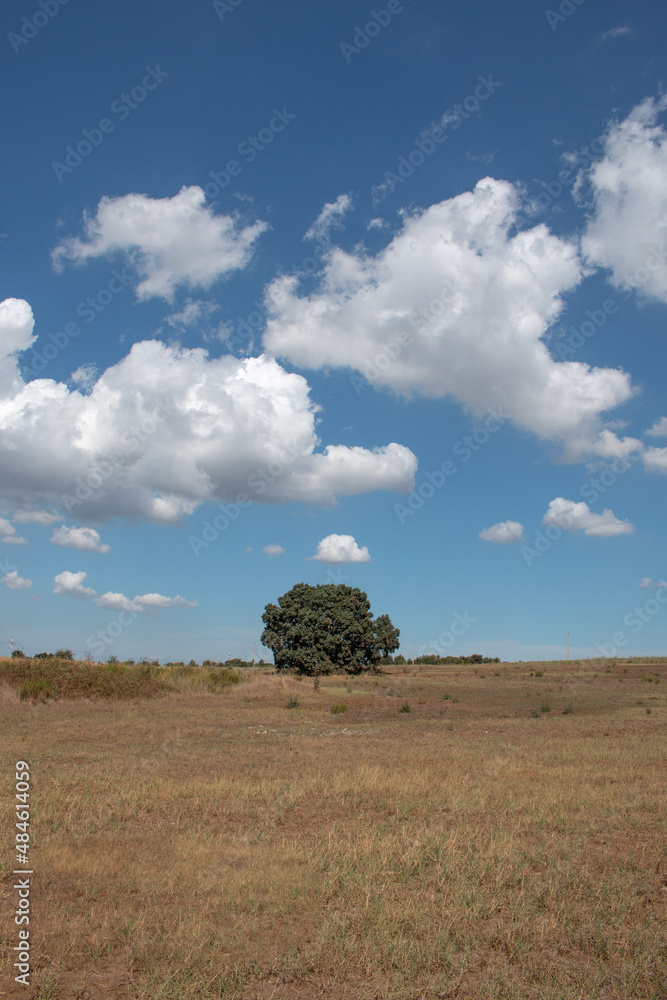 Panorama di campagna estivo cielo azzurro bellissime nuvole con albero solitario