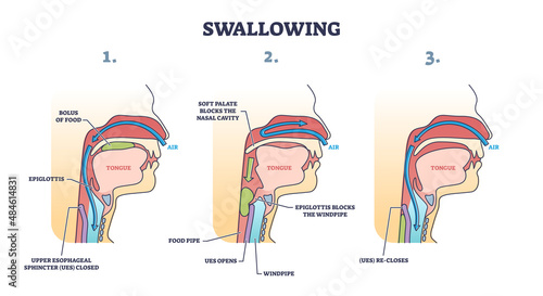 Swallowing process explanation with anatomical principle stages outline diagram. Labeled educational oral mechanism for eating and respiratory vector illustration. Medical epiglottis, bolus and UES. photo