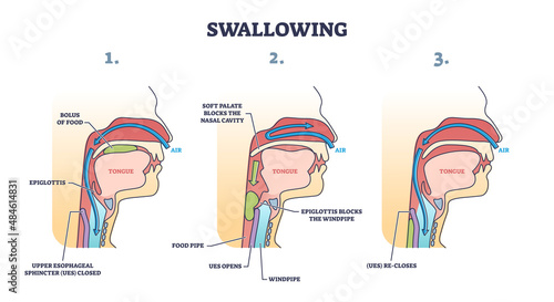 Swallowing process explanation with anatomical principle stages outline diagram. Labeled educational oral mechanism for eating and respiratory vector illustration. Medical epiglottis, bolus and UES.