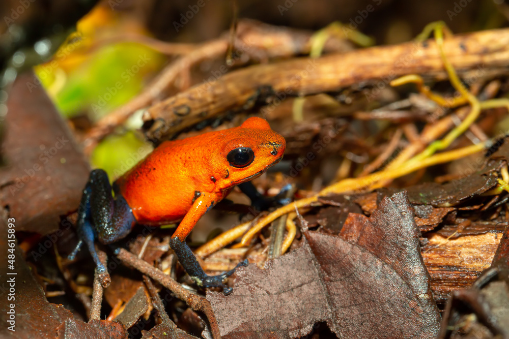 Strawberry poison-dart frog (Oophaga pumilio, formerly Dendrobates pumilio), species of small poison dart frog found in Central America. La Fortuna, Costa Rica wildlife Strawberry poison-dart frog (Oophaga pumilio, formerly Dendrobates pumilio), species of small poison dart frog found in Central America. La Fortuna, Costa Rica wildlife