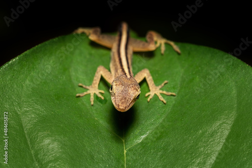 Cute lizard Anolis limifrons on green leaf, Refugio de Vida Silvestre Cano Negro, Costa Rica wildlife photo