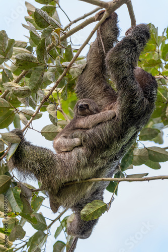 Female of pale-throated sloth (Bradypus tridactylus) with baby hanged top of the tree, La Fortuna, Costa Rica wildlife © ArtushFoto