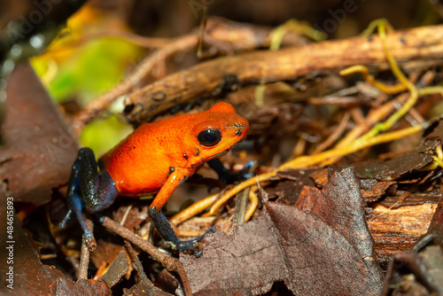 Strawberry poison-dart frog (Oophaga pumilio, formerly Dendrobates pumilio), species of small poison dart frog found in Central America. La Fortuna, Costa Rica wildlife photo