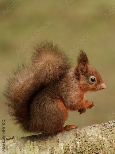 A Red Squirrel (Sciurus vulgaris) looking for hazel nuts in a pine forest
