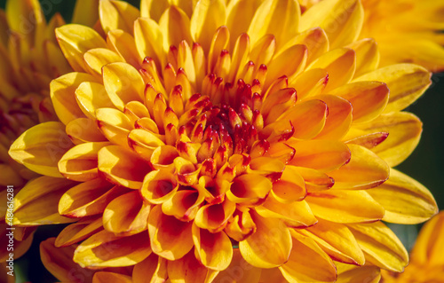 Close up of yellow-orange chrysanthemums flowers © JakaSuryanta