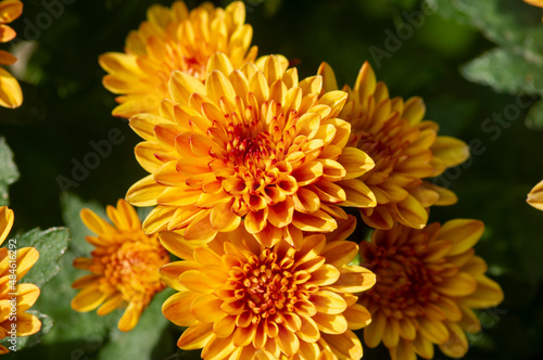 Close up of yellow-orange chrysanthemums flowers