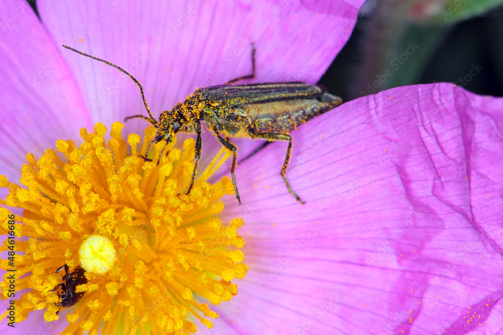 Oedemera nobilis, also known as the false oil beetle, thicklegged