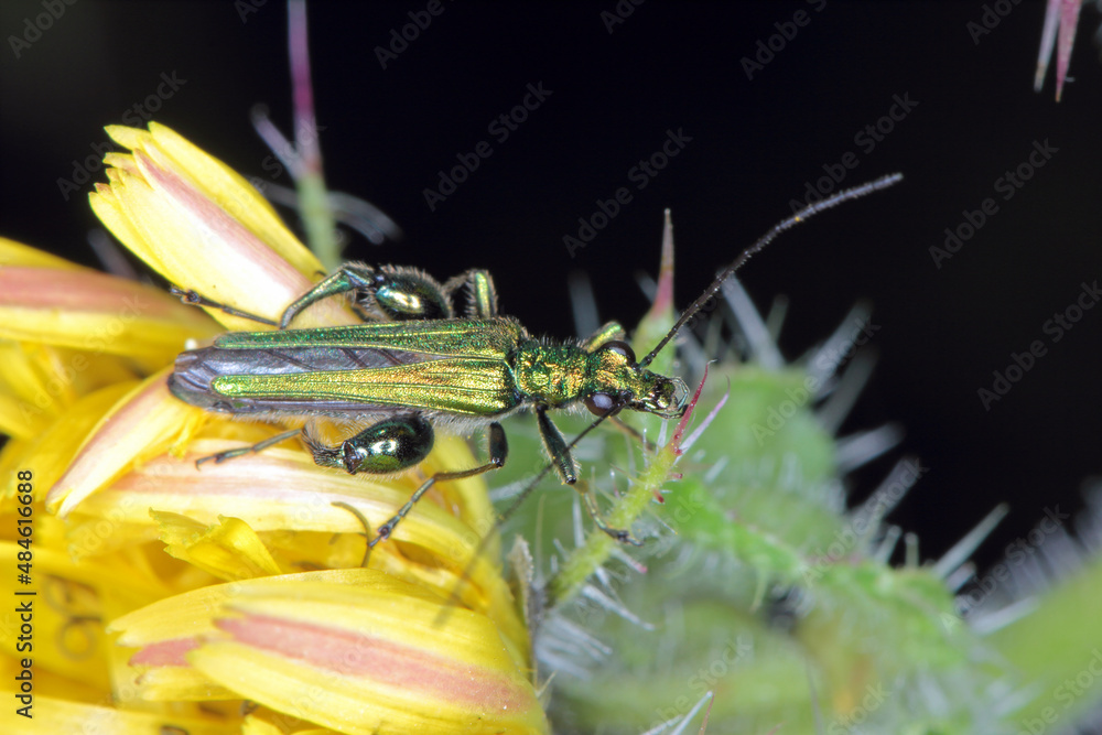 Oedemera nobilis, also known as the false oil beetle, thicklegged
