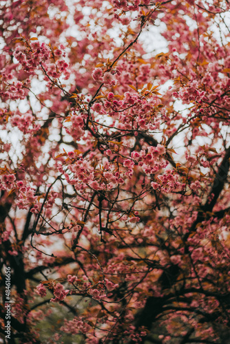 Sakura blossom springtime japan
