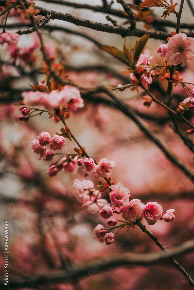 Sakura blossom springtime japan Sakura blossom springtime japan