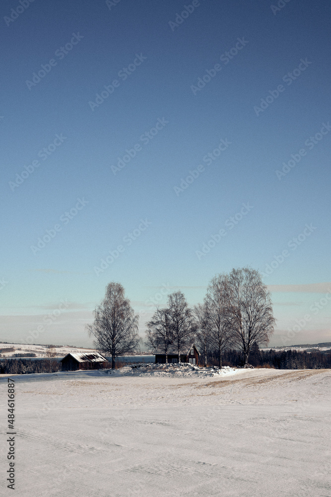 winter landscape with trees and fields by Lake Mjøsa