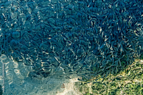 Banc de Poissons dans l'Océan Indien photo