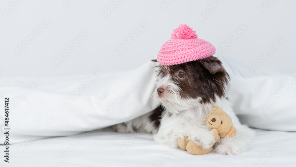 Obraz premium Biewer Yorkshire terrier puppy wearing warm hat hugs toy bear under warm blanket on the bed at home and looks away on empty space