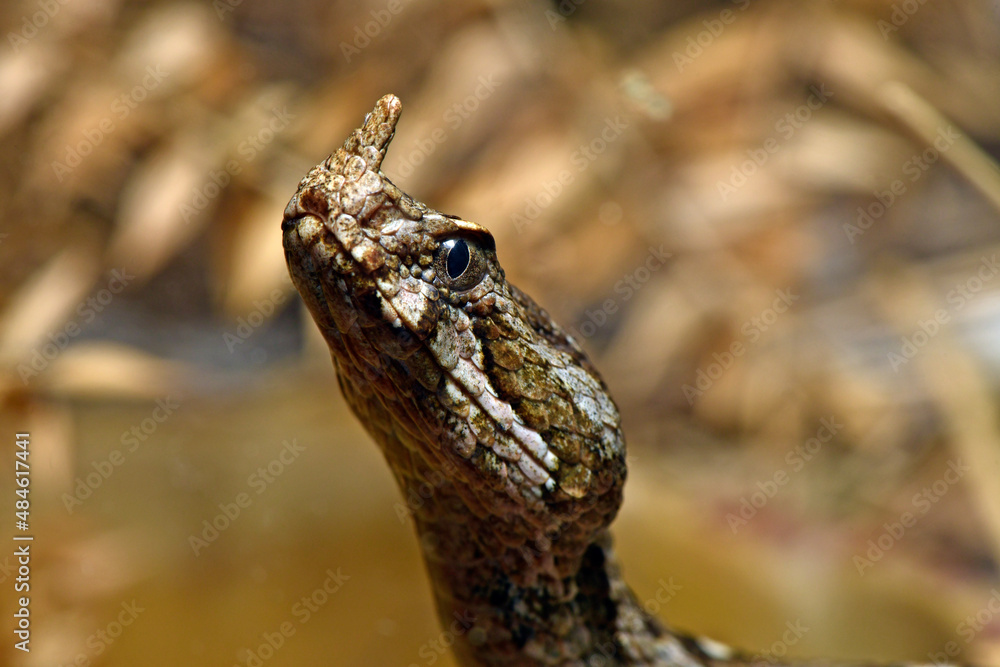 Europäische Hornotter // Nose-horned viper, sand viper (Vipera ammodytes) - Insel Tinos, Griechenland Europäische Hornotter // Nose-horned viper, sand viper (Vipera ammodytes) - Insel Tinos, Griechenland
