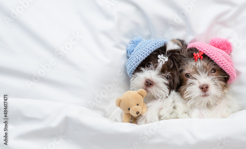 Two Biewer yorkshire terrier puppies wearing knitted hats sleep with toy bear under warm blanket on the bed at home. Empty space for text