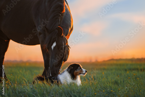 A dog and a horse. Friendship of a dog and a horse in nature. 