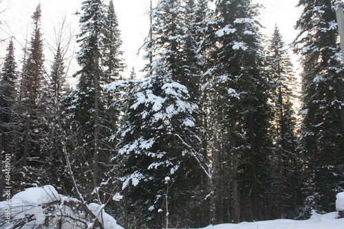Winter forest, trees, beautiful landscape