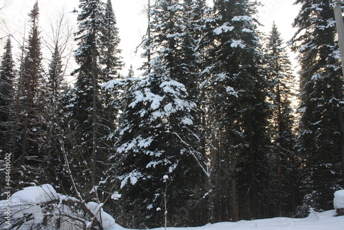 Winter forest, trees, beautiful landscape