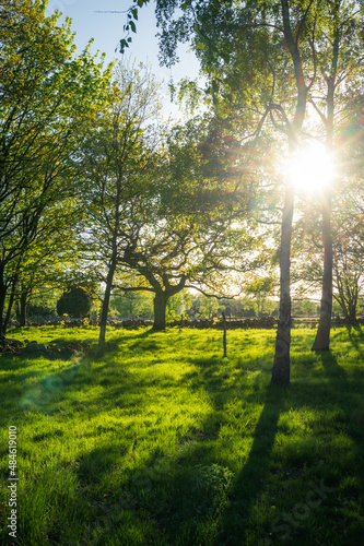 Sun shining through birch trees in forest environment in Sk  ne  Scania  Sweden