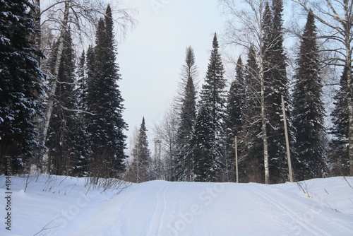 Winter forest, trees, beautiful landscape